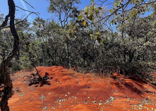 A grandiosidade do Cerrado com suas cores, formas e diversidade