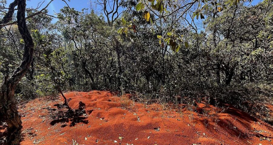 A grandiosidade do Cerrado com suas cores, formas e diversidade