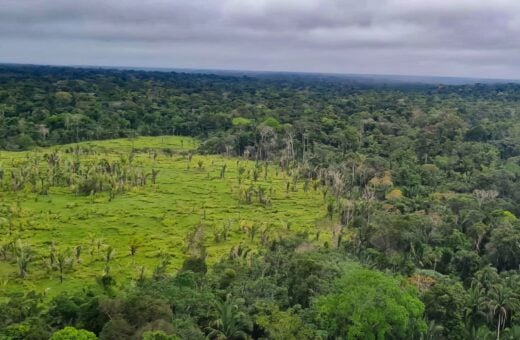 Brasil e Bolívia lideram ranking de perda florestal nos últimos 20 anos