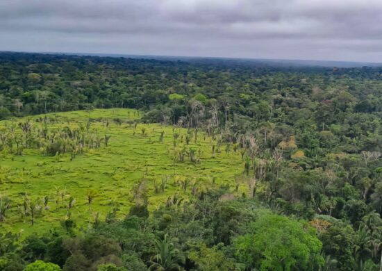 Brasil e Bolívia lideram ranking de perda florestal nos últimos 20 anos