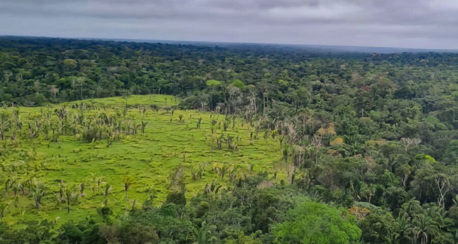 Brasil e Bolívia lideram ranking de perda florestal nos últimos 20 anos