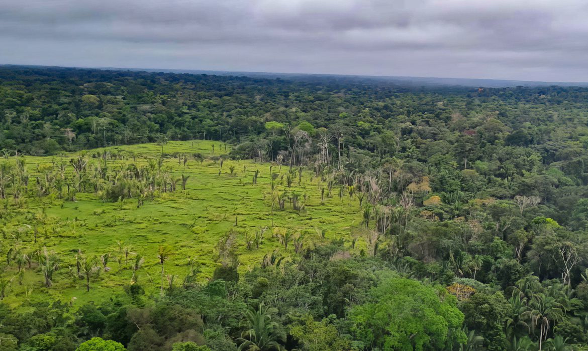 Brasil e Bolívia lideram ranking de perda florestal nos últimos 20 anos