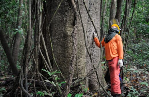 Brasil pode ganhar R$ 776,5 bi ao recuperar 12 milhões de hectares de florestas