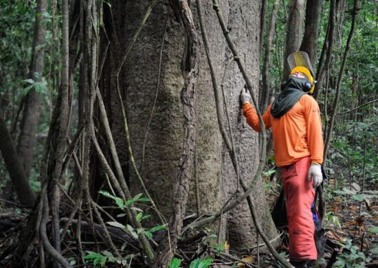 Brasil pode ganhar R$ 776,5 bi ao recuperar 12 milhões de hectares de florestas