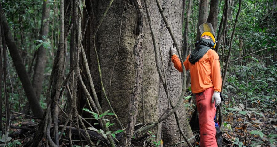 Brasil pode ganhar R$ 776,5 bi ao recuperar 12 milhões de hectares de florestas