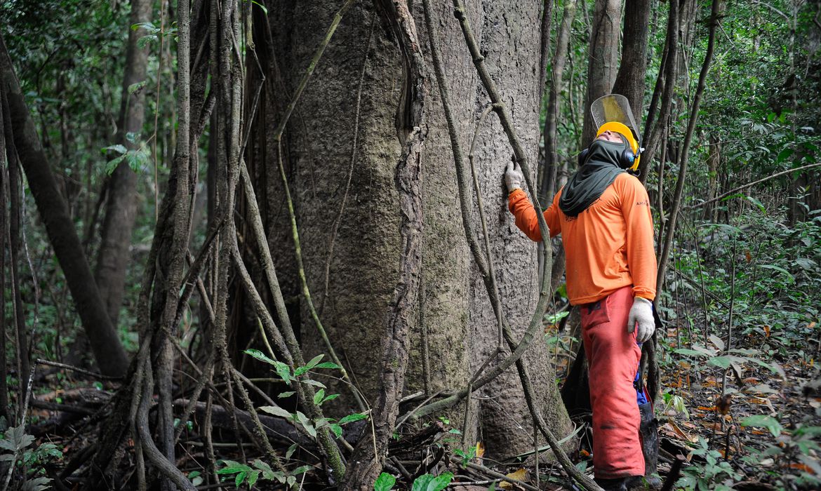 Brasil pode ganhar R$ 776,5 bi ao recuperar 12 milhões de hectares de florestas