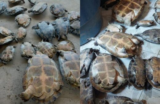 Quelônios eram vendidos no bairro Santo Antônio - Foto: Divulgação/PC-AM