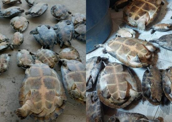 Quelônios eram vendidos no bairro Santo Antônio - Foto: Divulgação/PC-AM