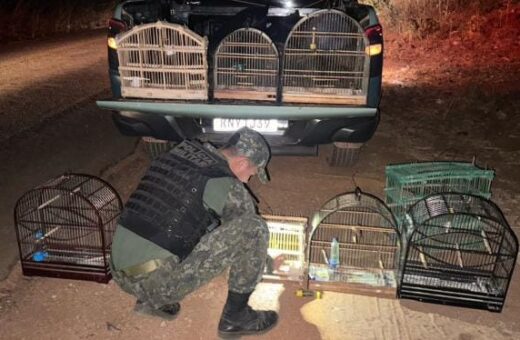 As aves que estavam em posse do suspeito, foram apreendidas pela BPMA