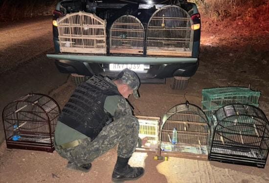 As aves que estavam em posse do suspeito, foram apreendidas pela BPMA