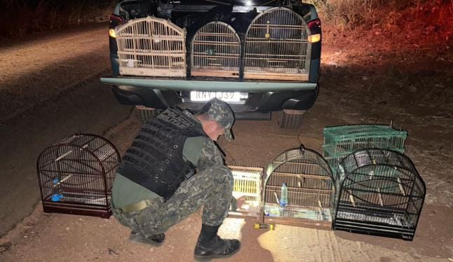 As aves que estavam em posse do suspeito, foram apreendidas pela BPMA