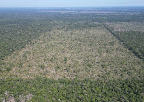 Dados sobre desmatamento no Amazonas são apurados por sistema do Inpe e analisados pela Sema - Foto: Divulgação/Sema