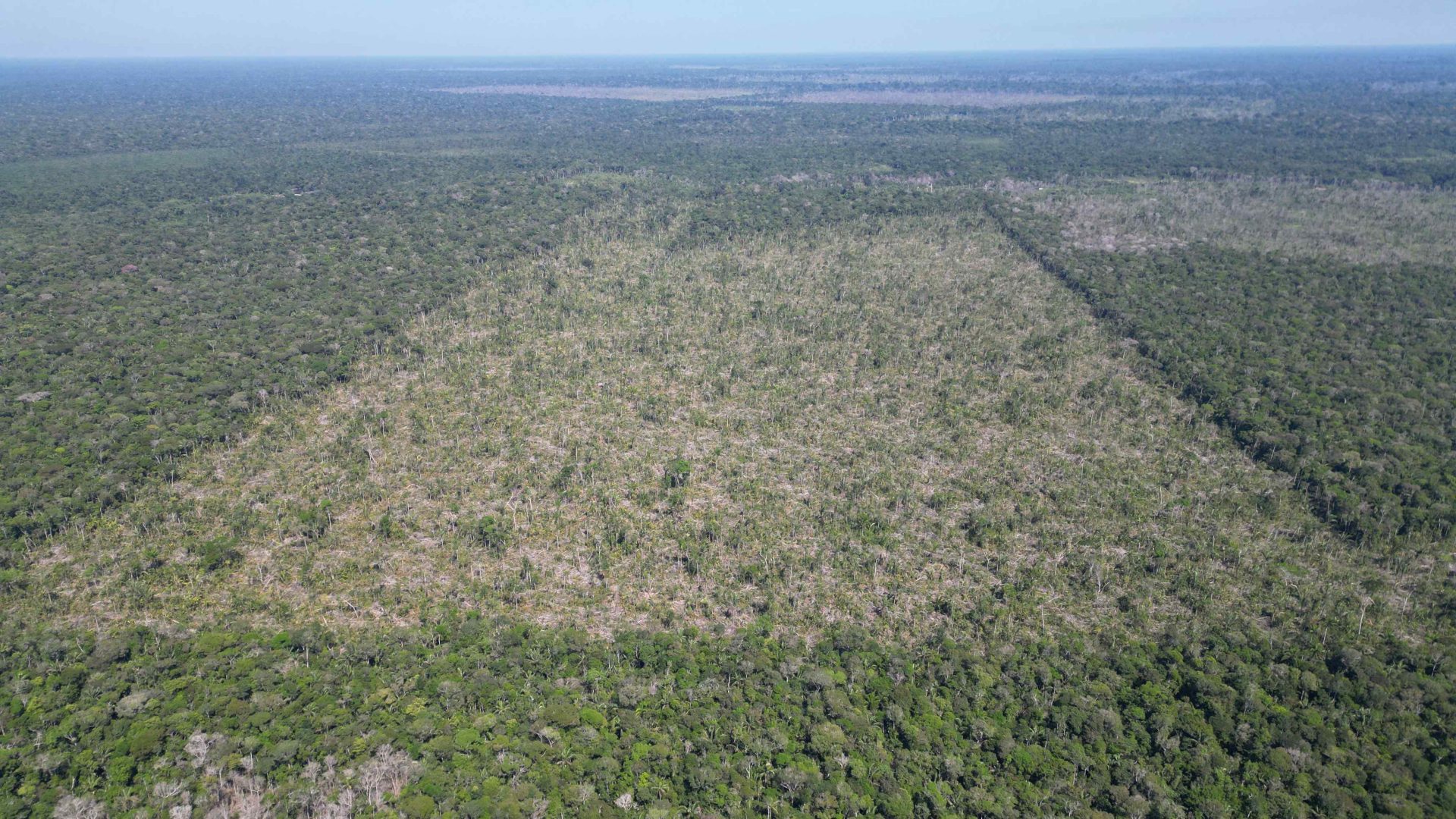 Dados sobre desmatamento no Amazonas são apurados por sistema do Inpe e analisados pela Sema - Foto: Divulgação/Sema