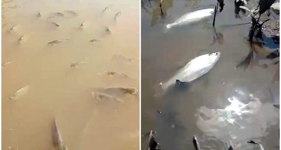 Moradores filmam mortes de peixes em igarapés no Iranduba -Foto: Reprodução/Whatsapp