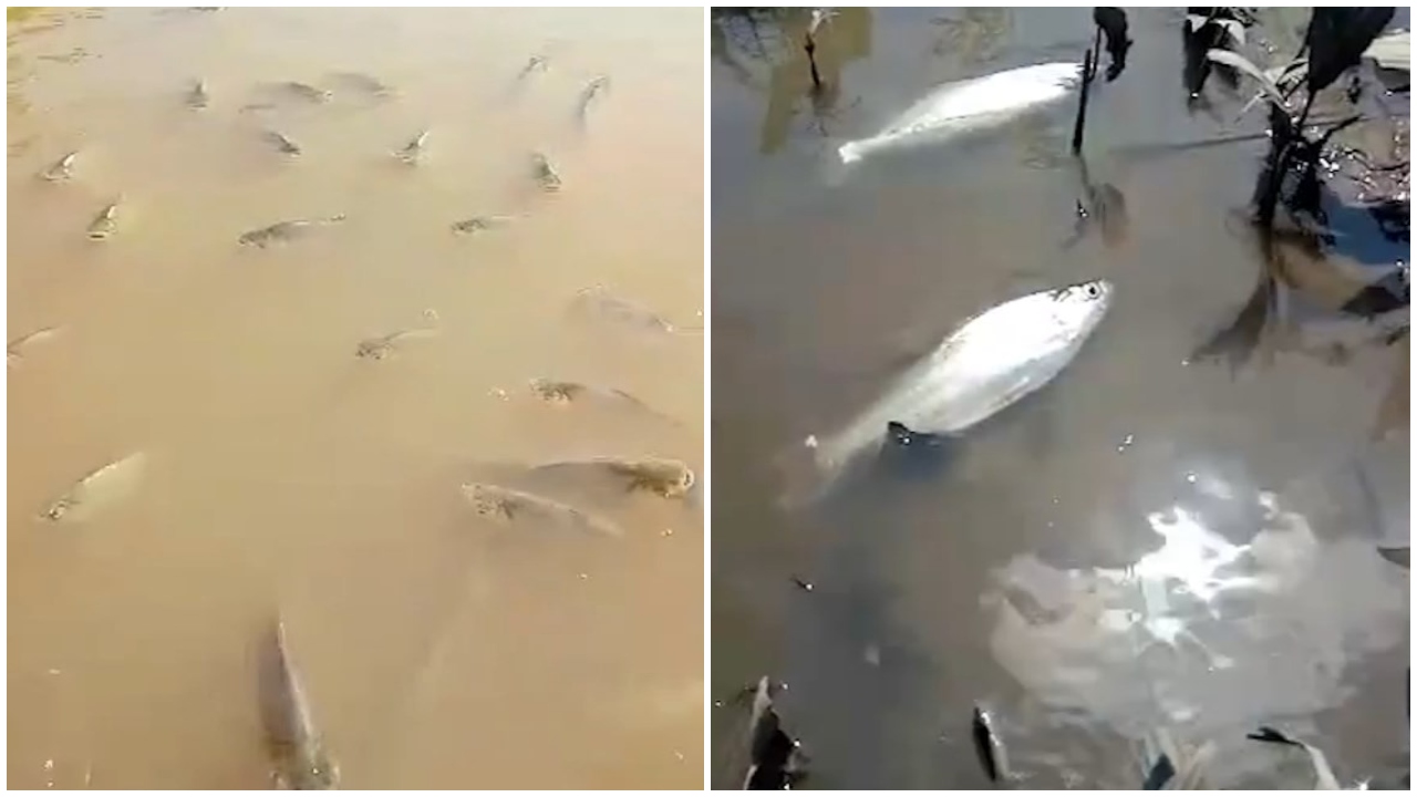 Moradores filmam mortes de peixes em igarapés no Iranduba -Foto: Reprodução/Whatsapp
