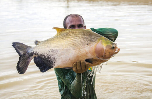 Pesquisa avalia óleos essenciais como anestésicos no transporte de peixes no AM