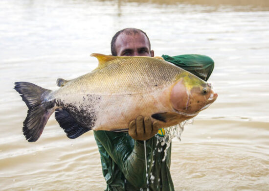 Pesquisa avalia óleos essenciais como anestésicos no transporte de peixes no AM