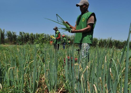 Agropecuária é contemplada com recursos do novo PAC - Foto: Arquivo/Agência Brasil