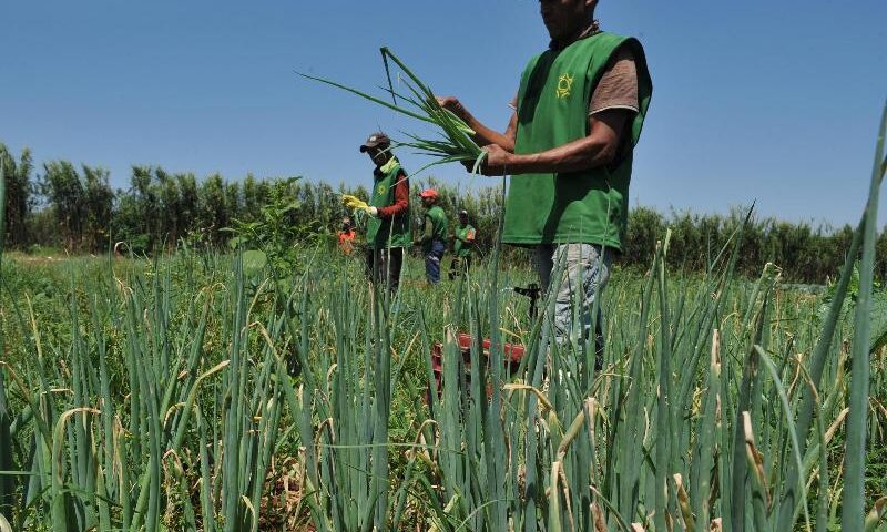 Agropecuária é contemplada com recursos do novo PAC - Foto: Arquivo/Agência Brasil