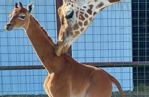 girafa-nasce-sem-pintas-zoologico-eua-foto-cortesia-brights-zoo