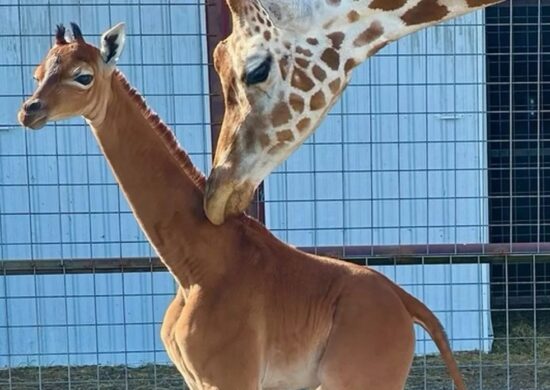 girafa-nasce-sem-pintas-zoologico-eua-foto-cortesia-brights-zoo