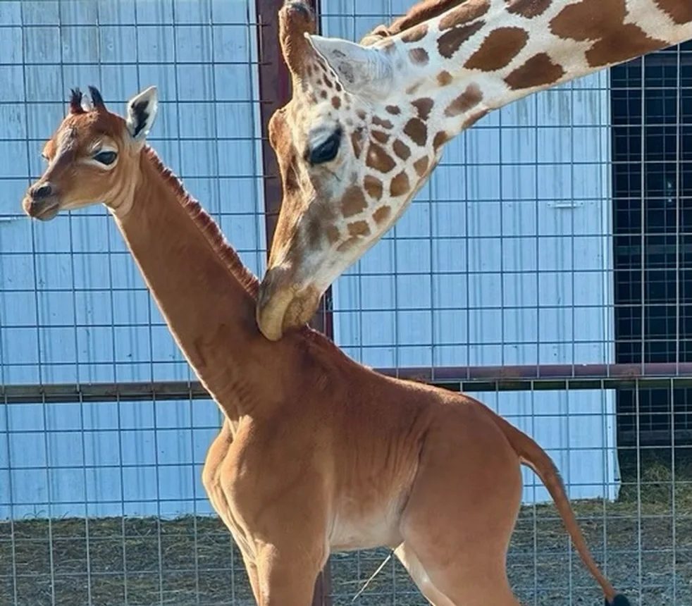 girafa-nasce-sem-pintas-zoologico-eua-foto-cortesia-brights-zoo