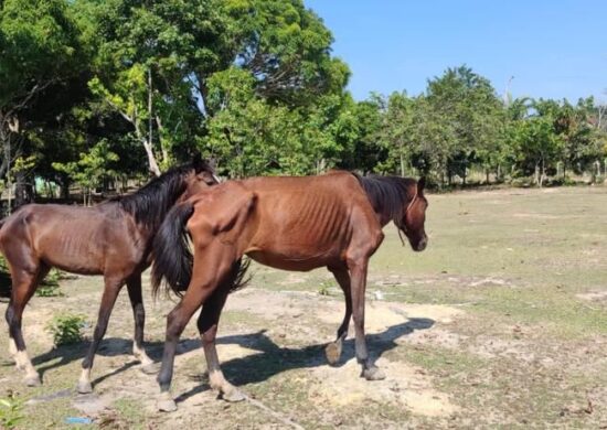 seis cavalos são resgatados em situação de maus-tratos em Rio Preto da Eva