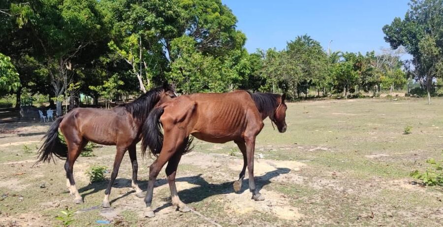 seis cavalos são resgatados em situação de maus-tratos em Rio Preto da Eva