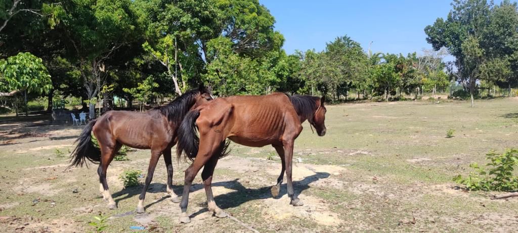 seis cavalos são resgatados em situação de maus-tratos em Rio Preto da Eva