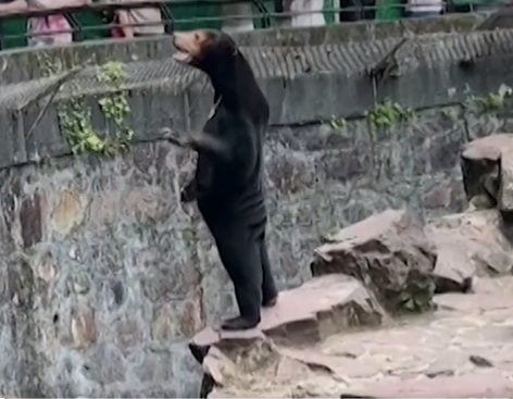 Magro e de pé, urso do tipo malásio em zoológico chinês chamou a atenção de internautas - Foto: Reprodução/ X @hangzhoufeel