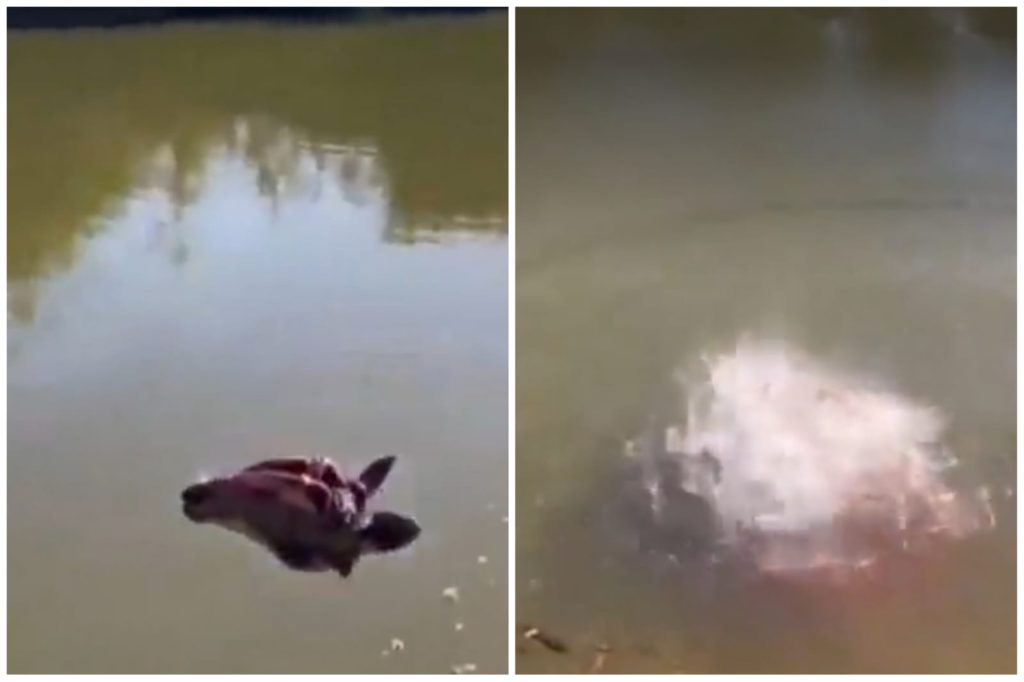 Piranhas devoram cabeça assim que biólogo arremessa ao rio - Foto: Reprodução/Twitter/@biologohenrique