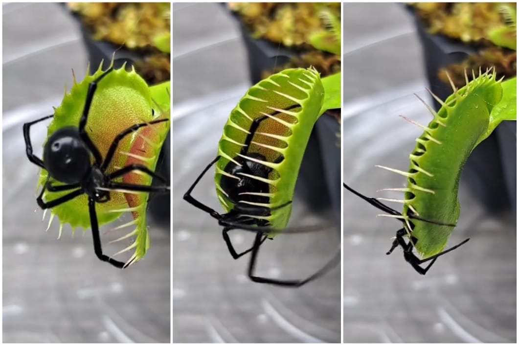 A 'armadilha' da planta é disparada quando insetos tocam seus pêlos - Foto: Reprodução/Twitter/@fasc1nate
