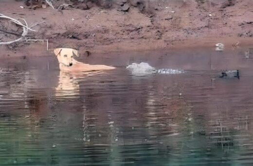 Crocodilos salvaram um cachorro em um rio na índia - Foto:Utkarsha Chavan/ Journal of Threatened Taxa.