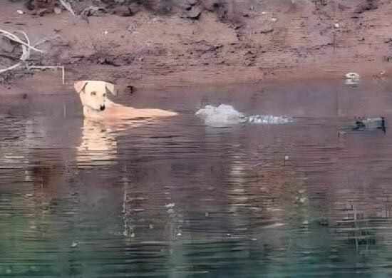 Crocodilos salvaram um cachorro em um rio na índia - Foto:Utkarsha Chavan/ Journal of Threatened Taxa.