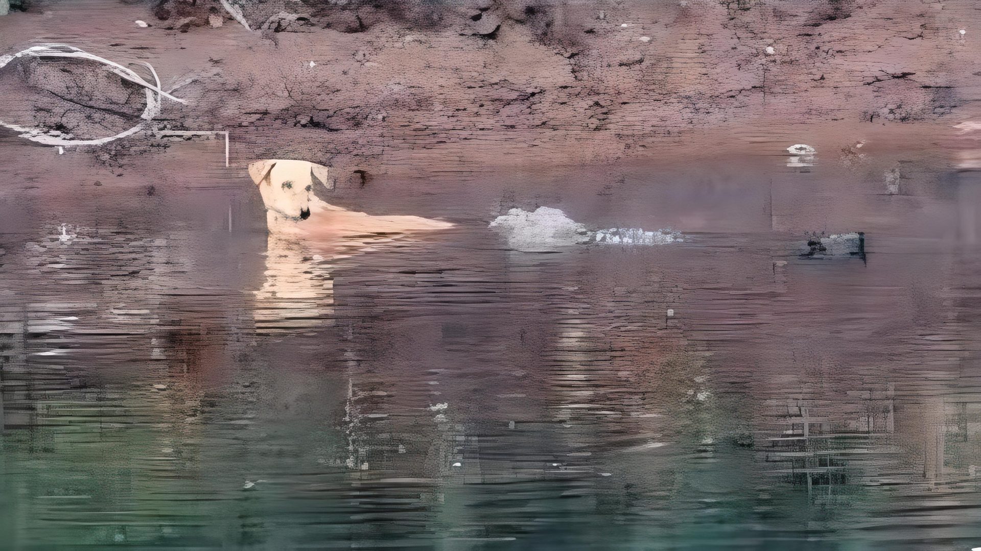 Crocodilos salvaram um cachorro em um rio na índia - Foto:Utkarsha Chavan/ Journal of Threatened Taxa.