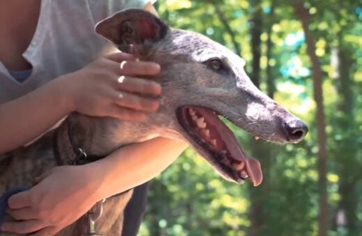 Especialista dá dicas de cuidados com os animais durante o verão em RR