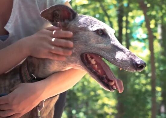 Especialista dá dicas de cuidados com os animais durante o verão em RR