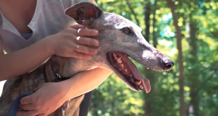 Especialista dá dicas de cuidados com os animais durante o verão em RR