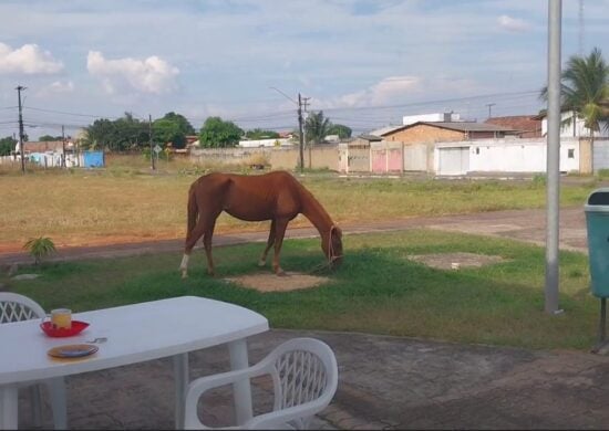 Cavalo aparece em praça de Boa Vista e moradores divulgam imagem; veja