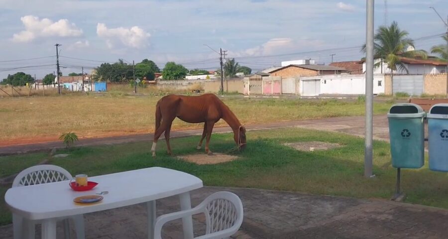 Cavalo aparece em praça de Boa Vista e moradores divulgam imagem; veja