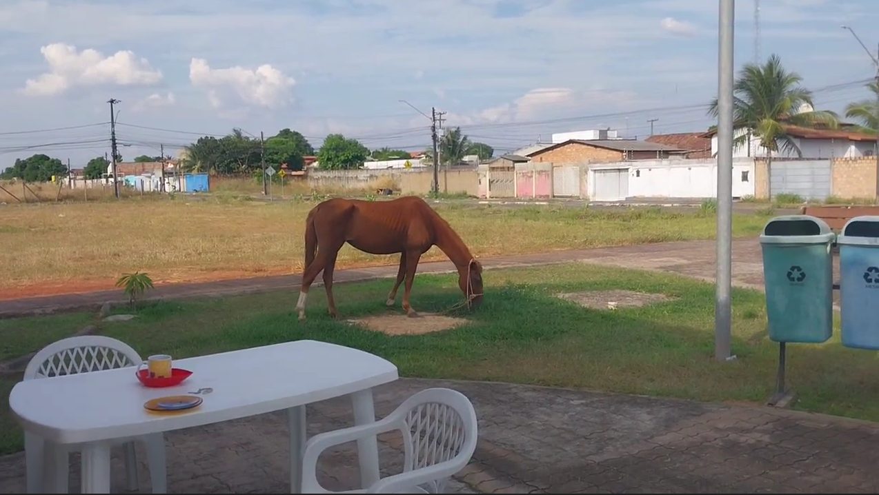 Cavalo aparece em praça de Boa Vista e moradores divulgam imagem; veja