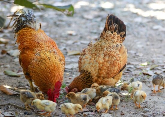 Galinhas e codornas Amazonas é seguido pelos estados de Tocantins, com 2.770.363 galinhas e Rondônia com 30.265 codornas - Foto: Reprodução/Canva