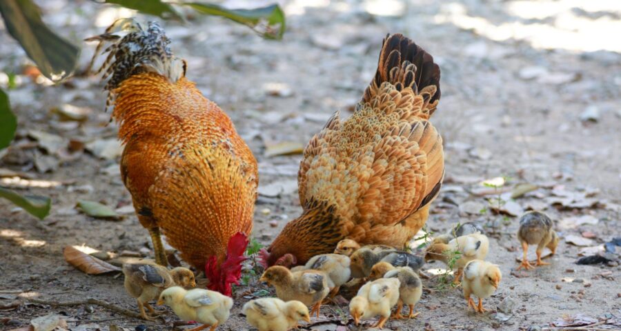 Galinhas e codornas Amazonas é seguido pelos estados de Tocantins, com 2.770.363 galinhas e Rondônia com 30.265 codornas - Foto: Reprodução/Canva