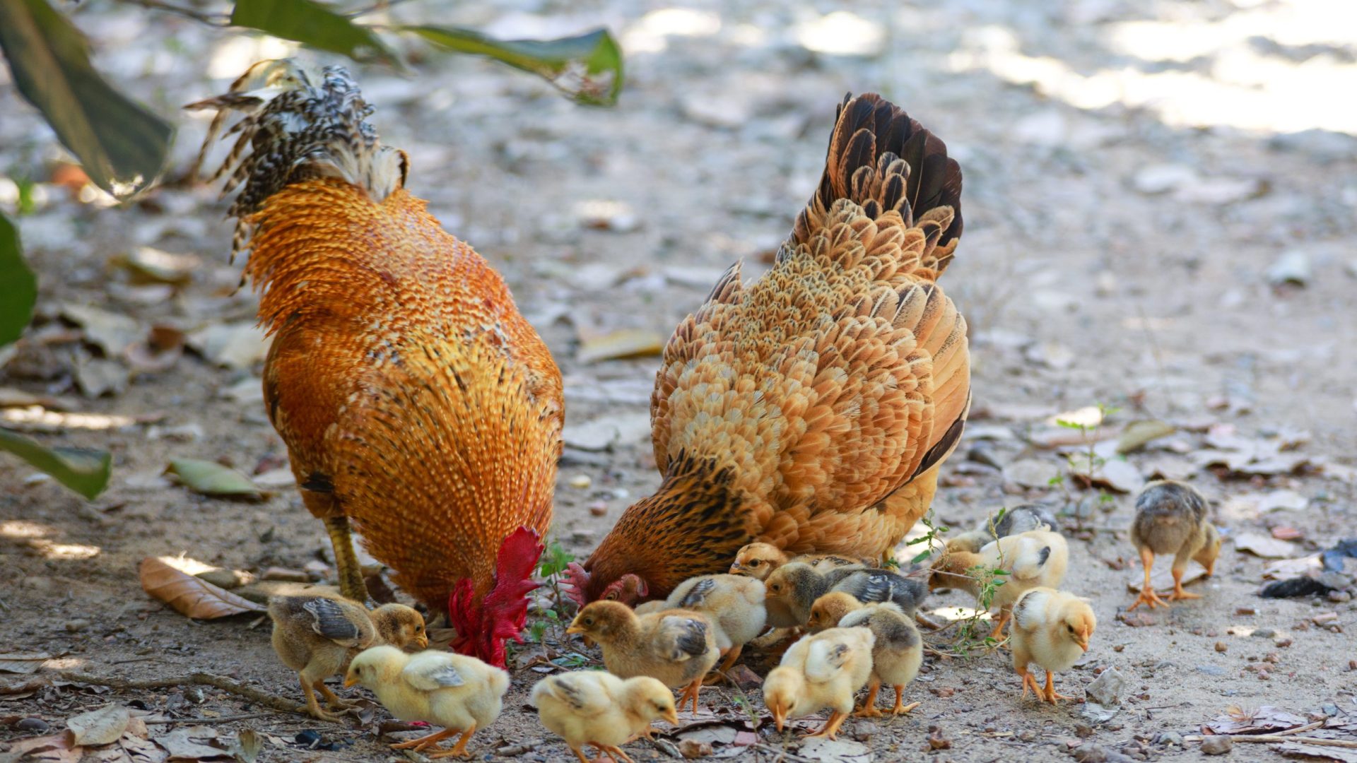Galinhas e codornas Amazonas é seguido pelos estados de Tocantins, com 2.770.363 galinhas e Rondônia com 30.265 codornas - Foto: Reprodução/Canva