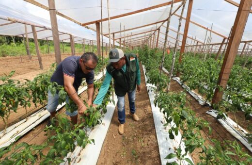 Segundo Idam, agricultores podem fazer envio via site da Receita Federal - Foto: Divulgação