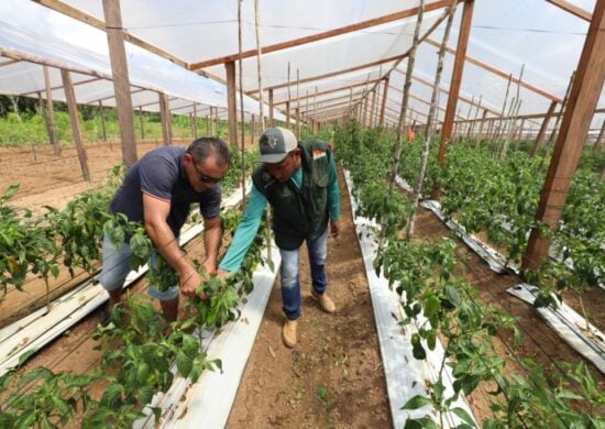 Segundo Idam, agricultores podem fazer envio via site da Receita Federal - Foto: Divulgação