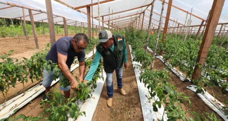 Segundo Idam, agricultores podem fazer envio via site da Receita Federal - Foto: Divulgação