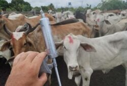 Seca em Roraima faz abertura da campanha contra febre aftosa ser adiada