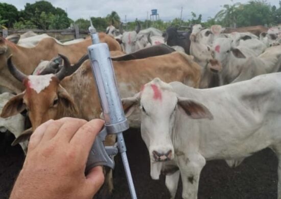 Seca em Roraima faz abertura da campanha contra febre aftosa ser adiada