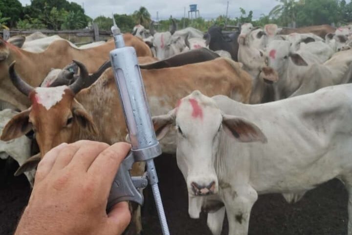 Seca em Roraima faz abertura da campanha contra febre aftosa ser adiada